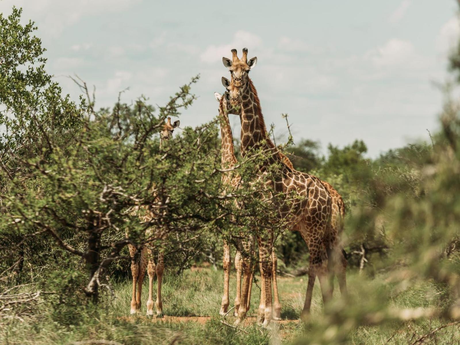 Maroelani Lodge- Greater Kruger Private Reserve Hoedspruit Exteriör bild